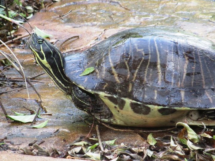 q turtle in florida needs id, animals, pets animals