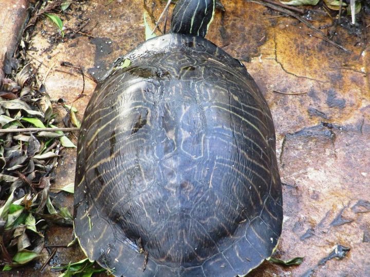 q turtle in florida needs id, animals, pets animals