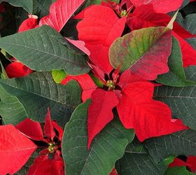 6 tips to keep your poinsettias looking good this holiday season, gardening