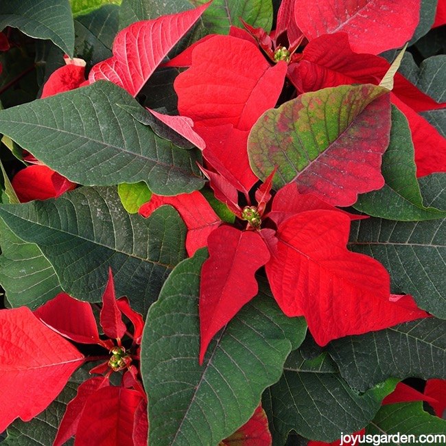 6 tips to keep your poinsettias looking good this holiday season, gardening