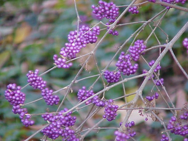 fall winter garden color for long island and the northeast, gardening, hydrangea, landscape, outdoor living, Callicarpa or Beautyberry