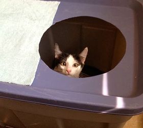 clevercat litter box knock off, pets animals, repurposing upcycling