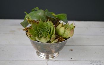 $5 Thrifted Silver Cups & Succulents