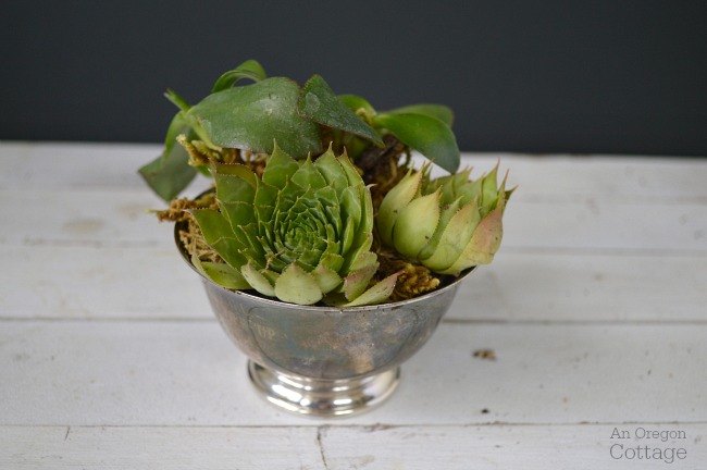 5 thrifted silver cups succulents, container gardening, repurposing upcycling, succulents