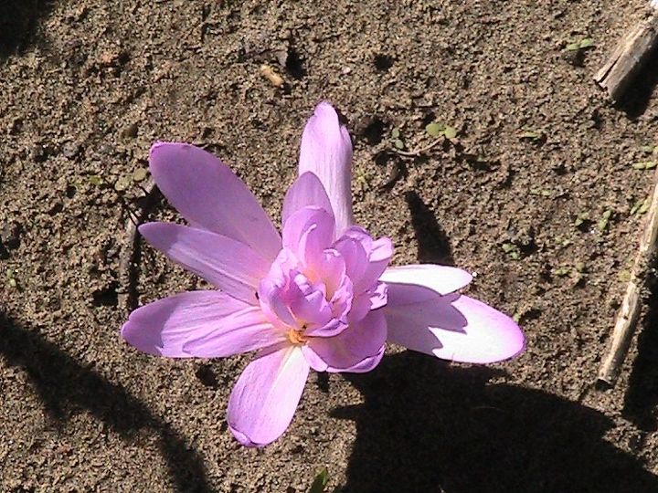 q mystery flower dose anyone reconise this flower, flowers, gardening, plant id