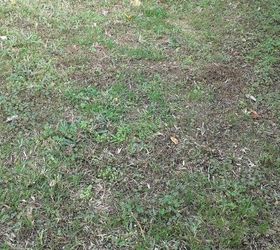 What can I do about north Florida lawn weeds in the fall?