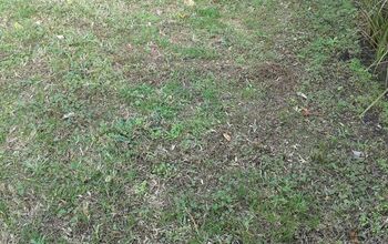What can I do about north Florida lawn weeds in the fall?