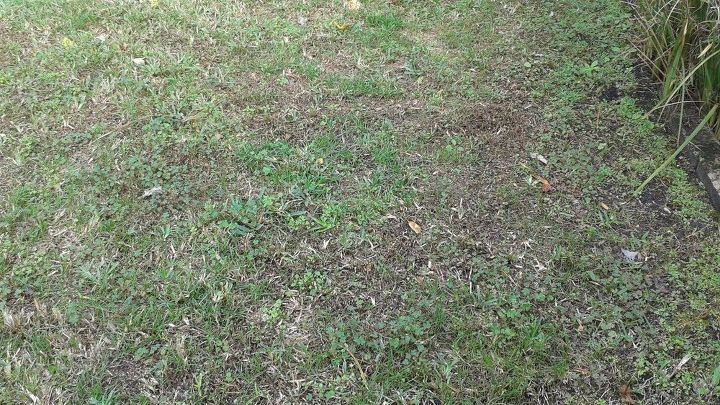 q live in n florida and in the fall lawn doesn t look good, gardening, landscape, lawn care, My front lawn looks like weeds are taking over in the fall and yet in the spring it comes back to lawn What causes it and what should I do