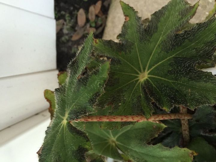 q please help identify this plant, gardening, plant id
