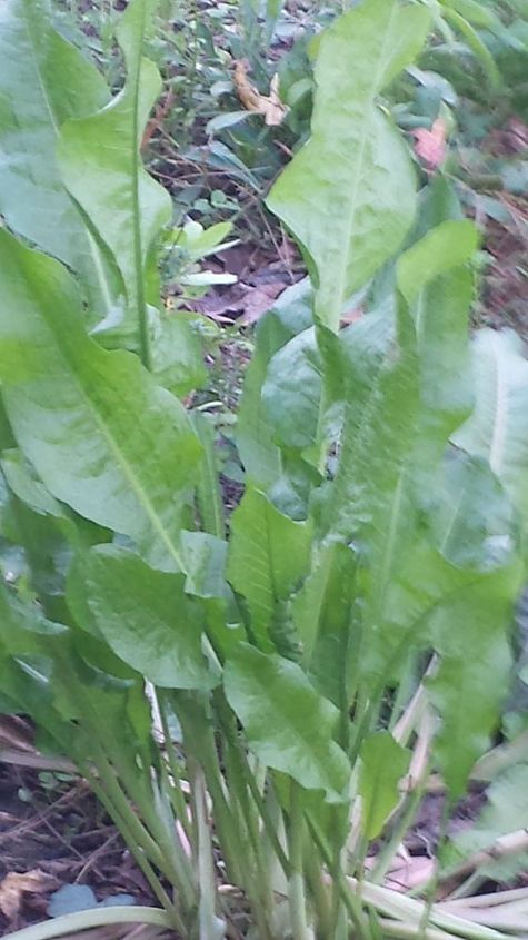 plant identification do you know what this is, Close up of mystery plant