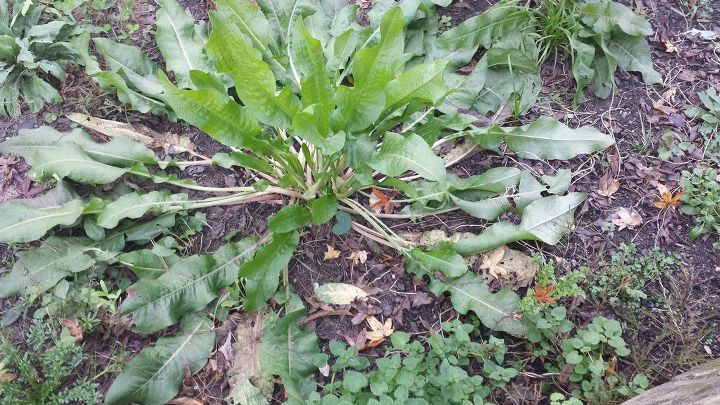 plant identification do you know what this is, Wider angle view of mystery plant