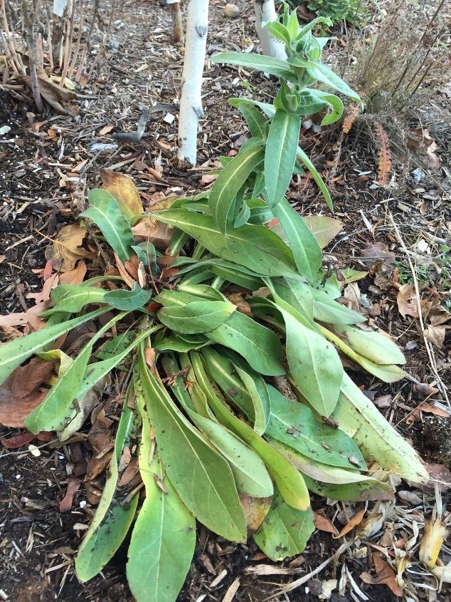 q plant or weed, gardening, plant id