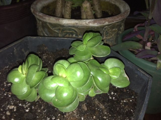 q posted this before most said is a jade, This is what happened after I cut the tall cuttings New leaves started quickly growing