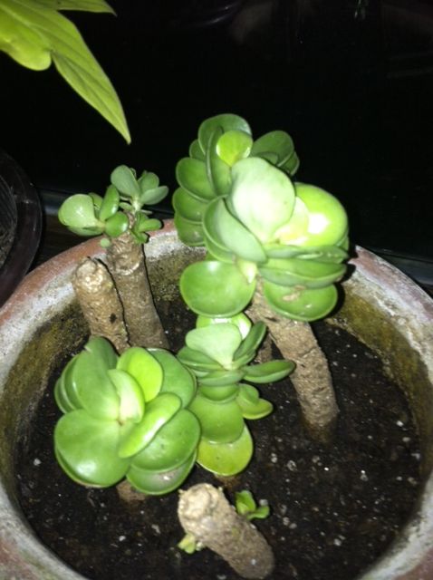 q posted this before most said is a jade, This is the cutting I started