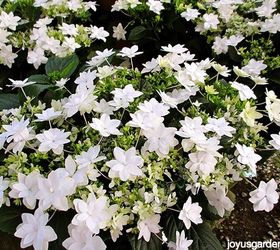 13 blooming plant choices for christmas other than poinsettias, christmas decorations, flowers, gardening, hydrangea, seasonal holiday decor, succulents