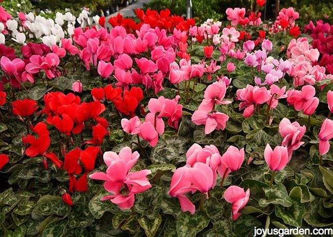 13 opciones de plantas en flor para navidad ademas de la flor de pascua