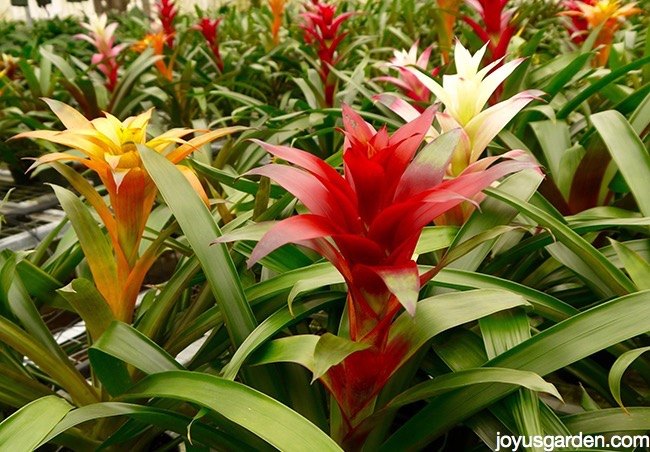 13 opciones de plantas en flor para navidad ademas de la flor de pascua