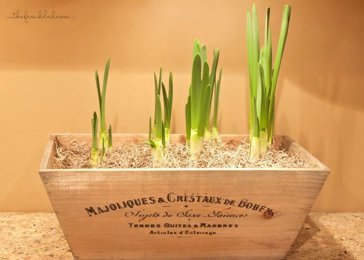 how to grow paperwhites with giveaway, container gardening, gardening, how to, Paperwhites on day 14