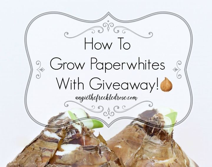 cmo cultivar paperwhites