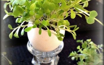 Egg Shell Planting-Perfect for Starting Plants