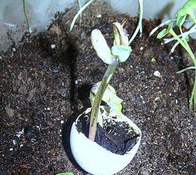 egg shell planting perfect for starting plants, gardening