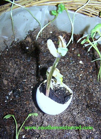 cascas de ovos para plantar perfeitas para iniciar plantas