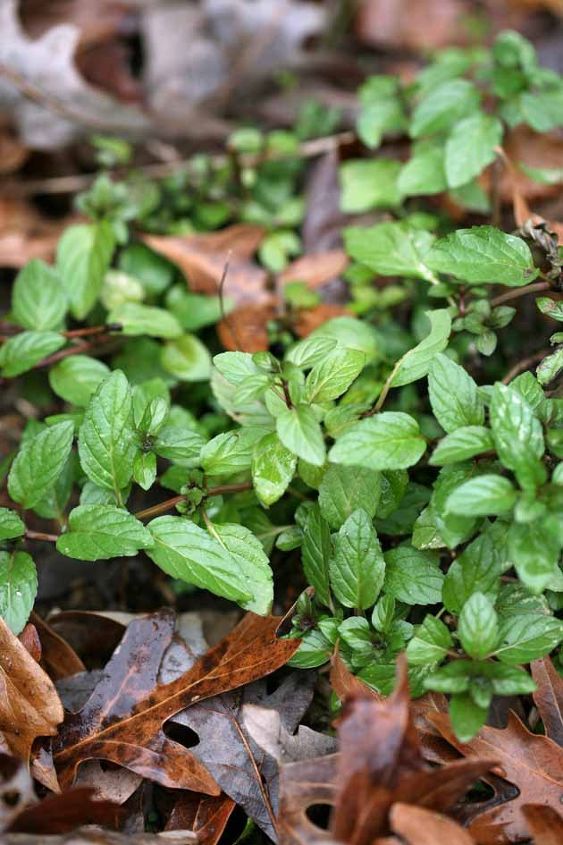 how to grow a mint plant from cuttings, gardening, homesteading, how to