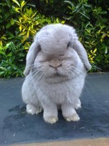 q how to kill flys with out harming my indoor rabbits, bug repellent, indoor pests, pest control, This is freyer one of my adult buns loves her cuddles n food