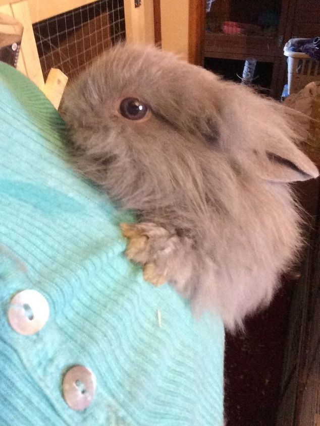 q how to kill flys with out harming my indoor rabbits, bug repellent, indoor pests, pest control, One of this years baby s A little Buck who thinks I should carry him around