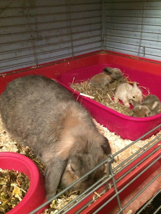 how to kill flies with out harming my indoor rabbits, These are keepers after the others died Mum jelly tots stays close keeping an eye on them