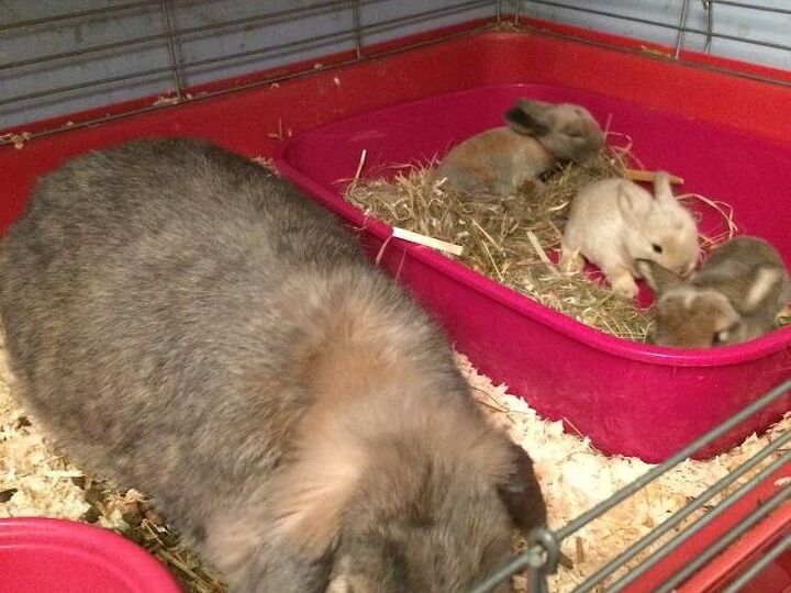 q how to kill flys with out harming my indoor rabbits, bug repellent, indoor pests, pest control, These are keepers after the others died Mum jelly tots stays close keeping an eye on them