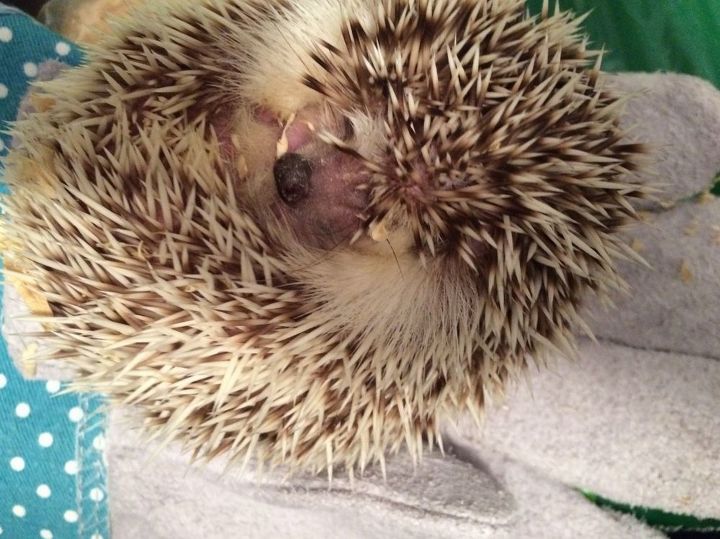 how to kill flies with out harming my indoor rabbits, One of my 5 Pygmy hedgehogs Snoozing on her back