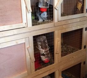 Flies in clearance rabbit cage