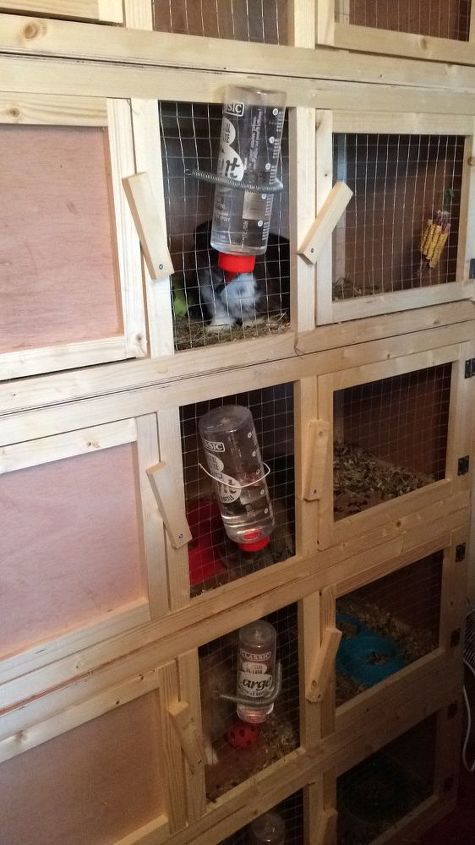 q how to kill flys with out harming my indoor rabbits, bug repellent, indoor pests, pest control, Hutches all clean keeping an eye out for flys