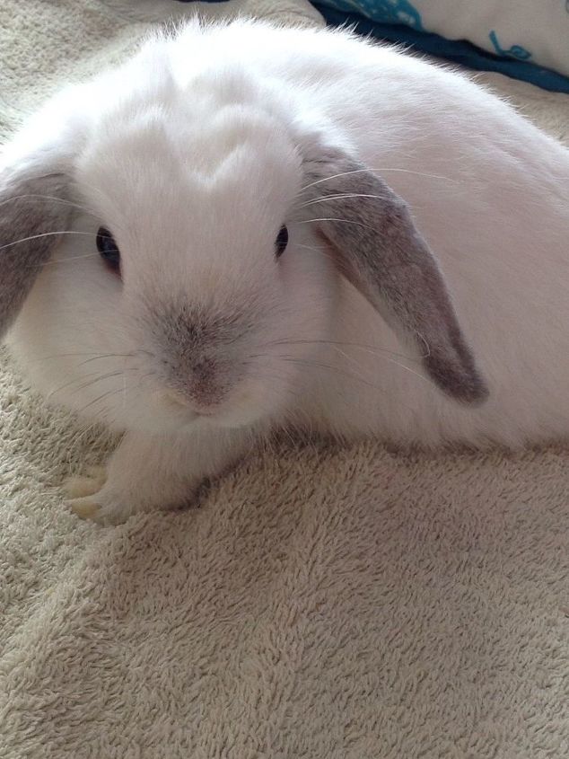 q how to kill flys with out harming my indoor rabbits, bug repellent, indoor pests, pest control, This is nugie He s a special bunny who only has 3 feet He was a rescue after a friend told me the breeder wanted him out the way 2hr drive was worth it He s a stunning little mummy s boy