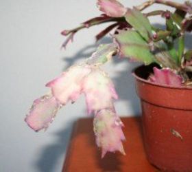 caring for christmas cactus, container gardening, gardening, Leaves burned by too much sun