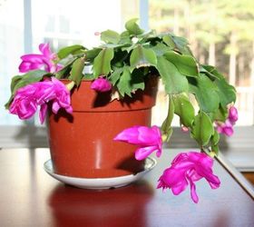 Caring for Christmas Cactus