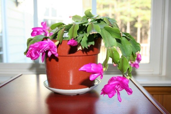 caring for christmas cactus, container gardening, gardening