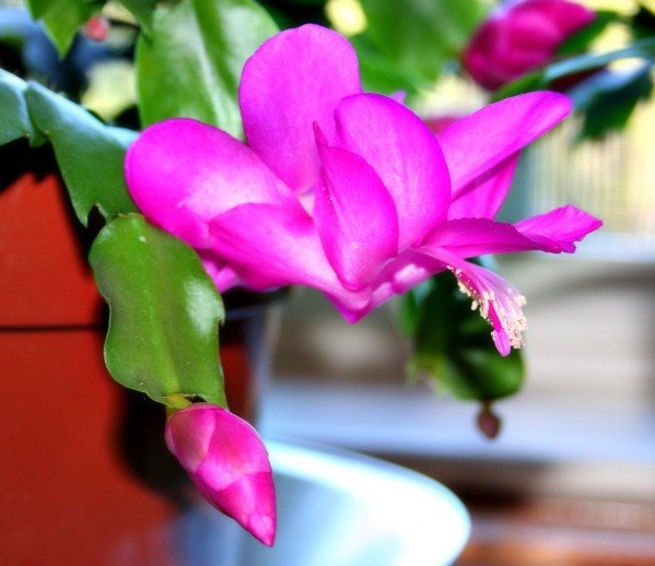 caring for christmas cactus, container gardening, gardening