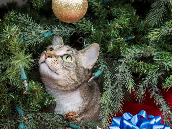christmas tree pet kids safety tips, christmas decorations, pets animals, seasonal holiday decor