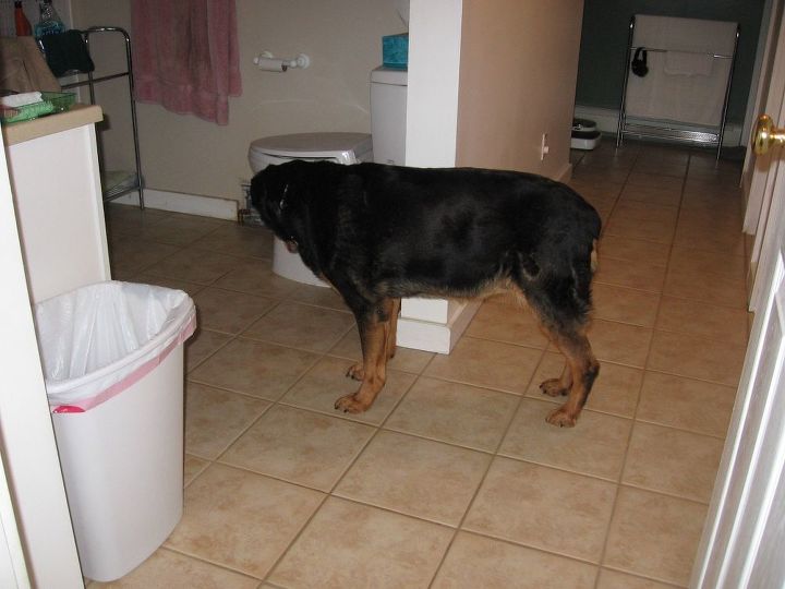q how to make our flooring non slip without using wall to wall carpeting, flooring, pets, pets animals, Bathroom tiles
