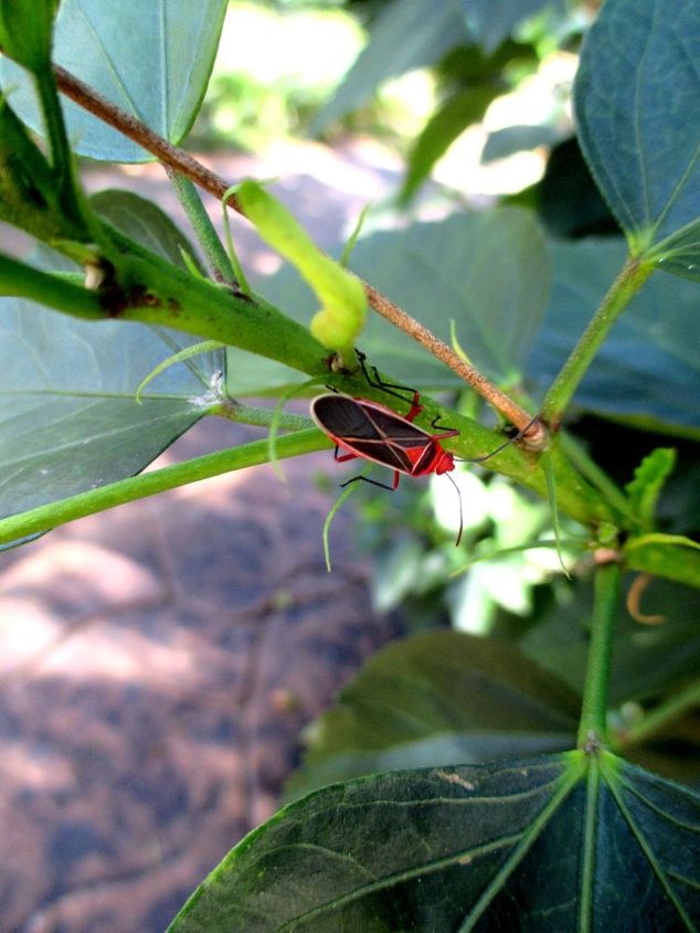 q bugs orange need id, gardening, gardening pests, This is the top of the orange bug