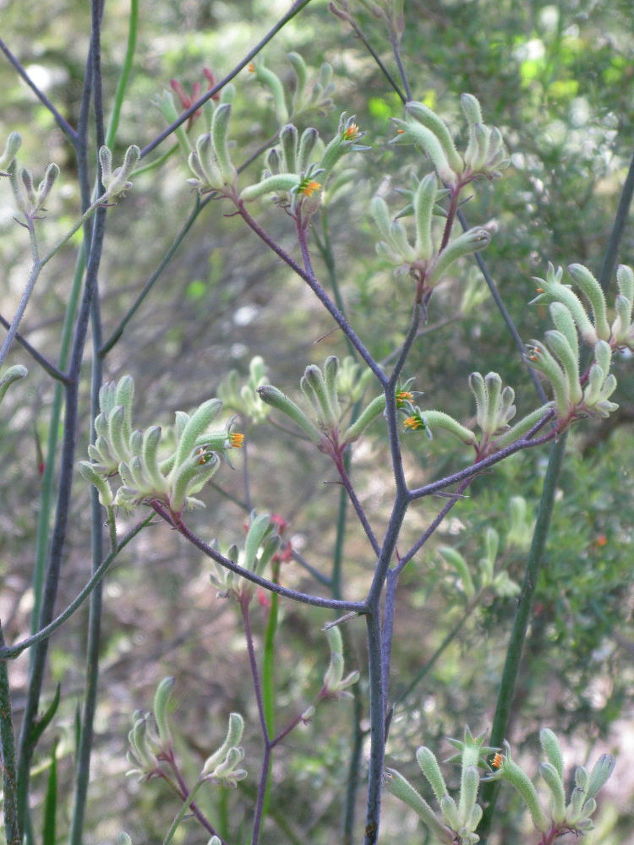 actualizaciones del jardn, Kangaroo Paw amarilla cultivada a partir de semillas