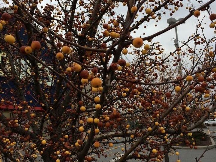 q tree identification, gardening, plant id