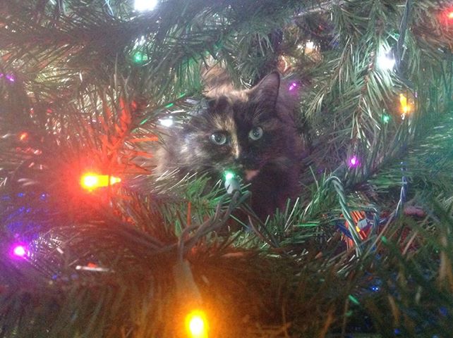 we asked you answered how to keep your kids pets and tree safe, Photo via Barb in Texas
