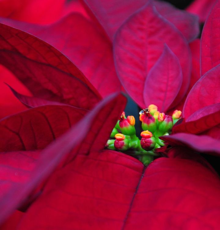 how to care for a poinsettia, flowers, gardening, how to