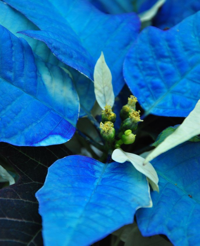 how to care for a poinsettia, flowers, gardening, how to