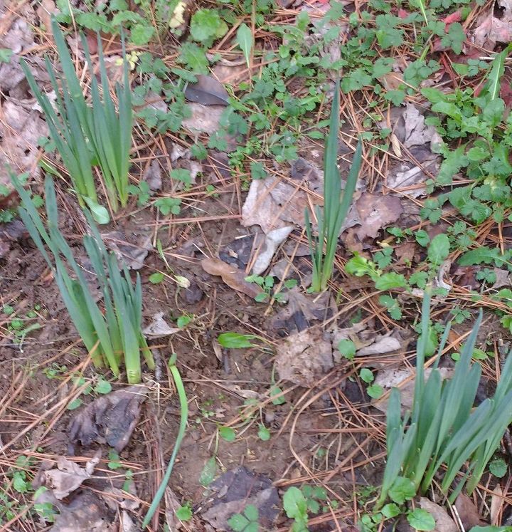 q my daffodils are up some are over 5 inches tall is there anything i, flowers, gardening, plant care