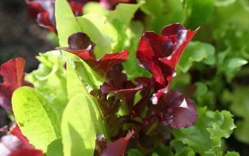 Growing and Using Lettuce Mix