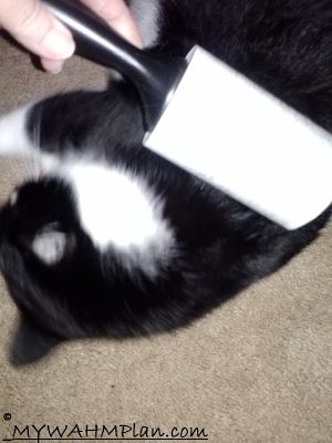 two great uses for your lint roller freshandclean, cleaning tips, My cat loves this